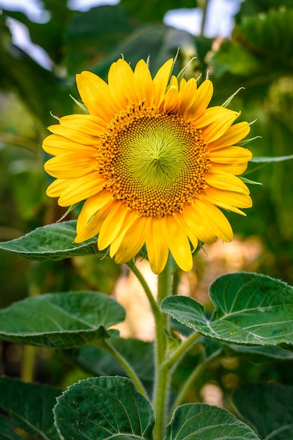 Zonnebloem in de tuin