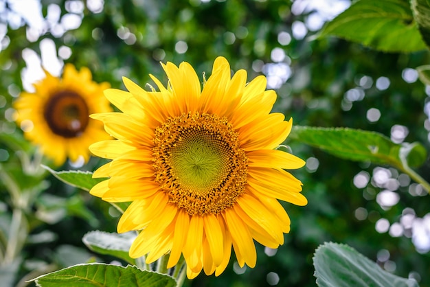 Zonnebloem in de tuin