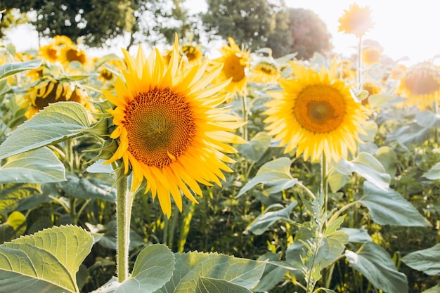 Zonnebloem in de velden met zonlicht bij zonsondergang