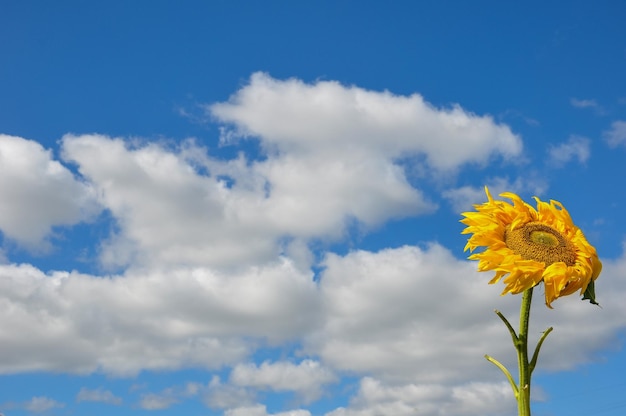 Zonnebloem in de wind weerstand en vrijheid Oekraïne Zonnebloemen op blauwe hemelachtergrond