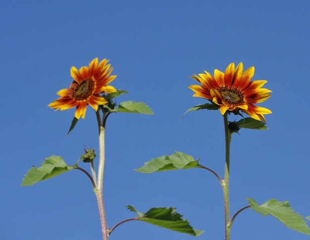 Foto zonnebloem in een lage hoek tegen een heldere blauwe lucht