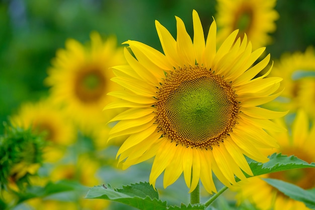 Zonnebloem in het ochtendlicht