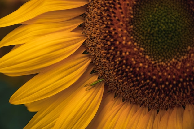 Zonnebloem in het veld met insectenvoeding