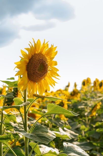 zonnebloem in het veld tegen de lucht, zonnebloemolie, landbouwgewassen