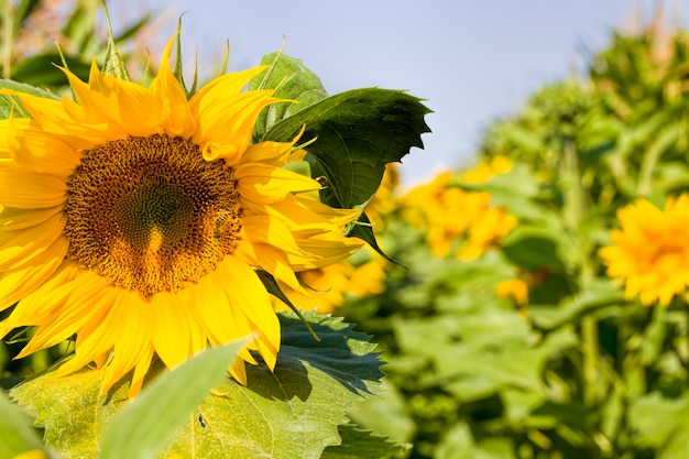 zonnebloem in het veld