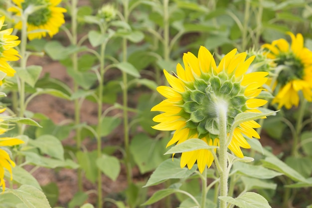 Zonnebloem in het veld