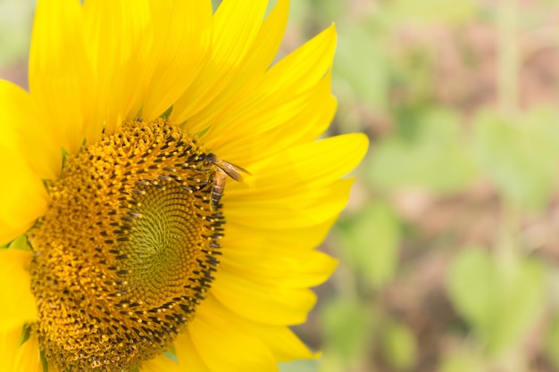 Zonnebloem in het veld