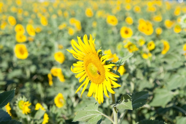 zonnebloem in het veld.