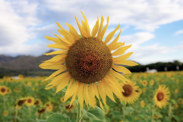 Zonnebloem in veld.