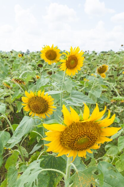 Zonnebloem in volle bloei