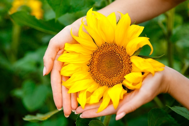 zonnebloem in vrouwelijke handen op de achtergrond van een veld met zonnebloemen