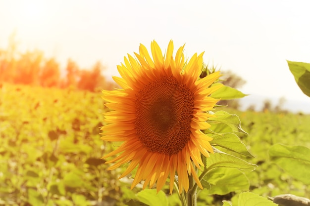 Zonnebloem in zomerdagveld