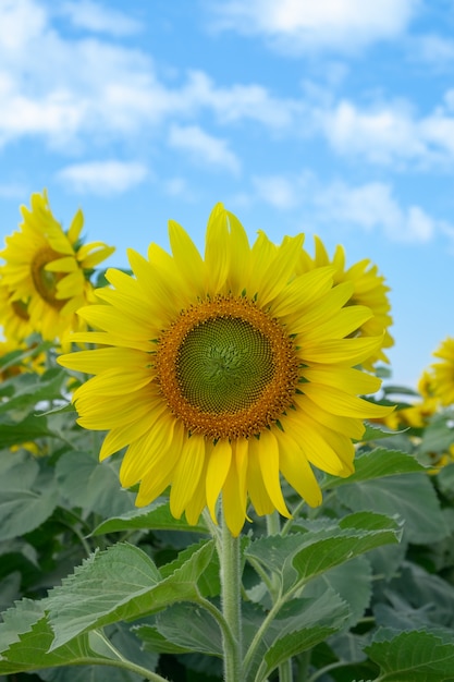 Zonnebloem met blauwe hemel