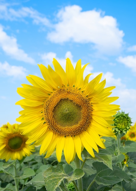 Zonnebloem met blauwe hemel