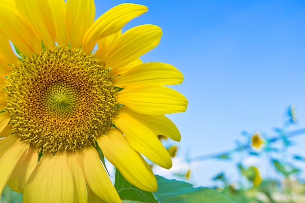 Zonnebloem met blauwe hemel