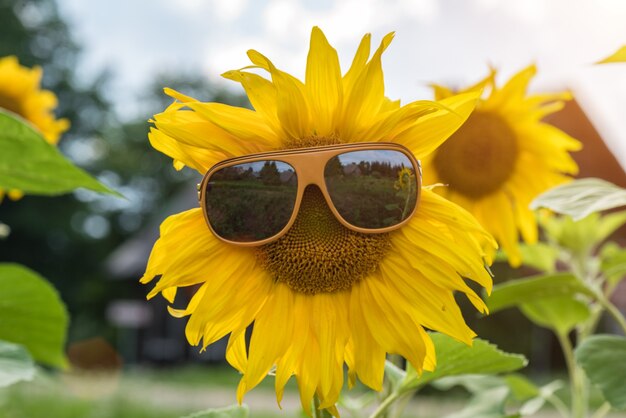 Zonnebloem met bril op het veld