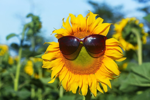 Zonnebloem met een zonnebril op het veld boven de bewolkte blauwe lucht en felle zonlicht