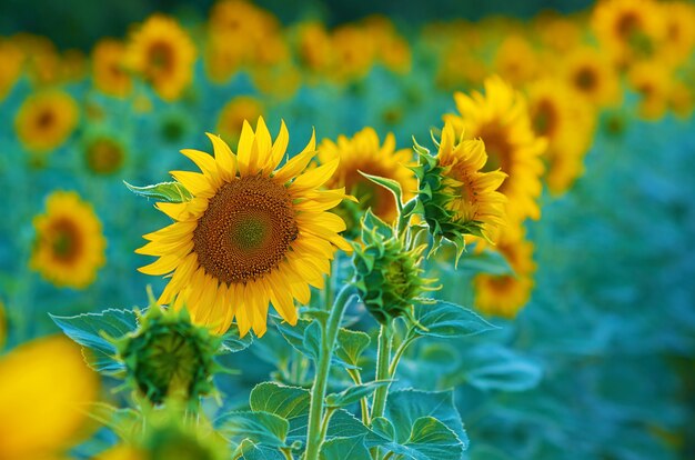 Zonnebloem met gele bloemblaadjes op het de zomergebied