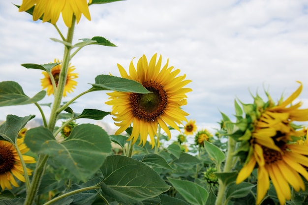 Zonnebloem met hemel.