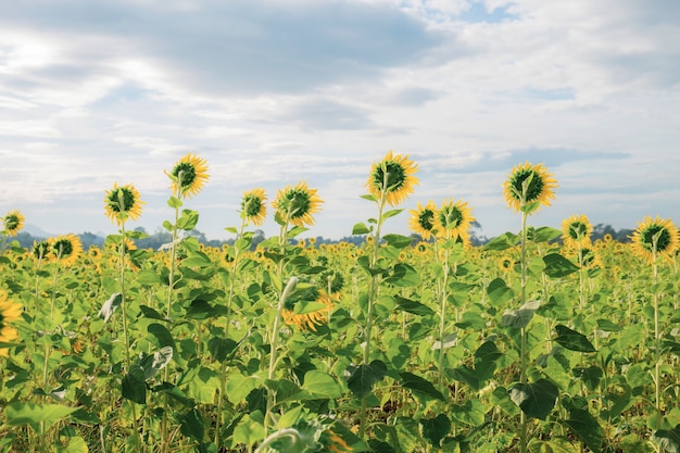 Zonnebloem met wolk op hemel.