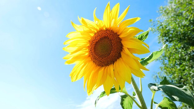 Zonnebloem met zonlicht op blauwe hemelachtergrond