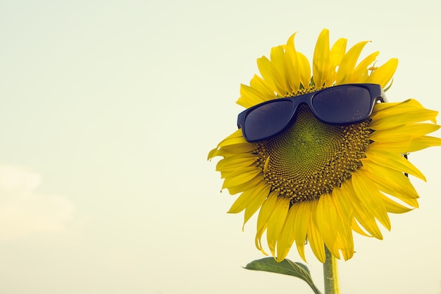 Zonnebloem met zonnebril zwart sepia op een witte achtergrond