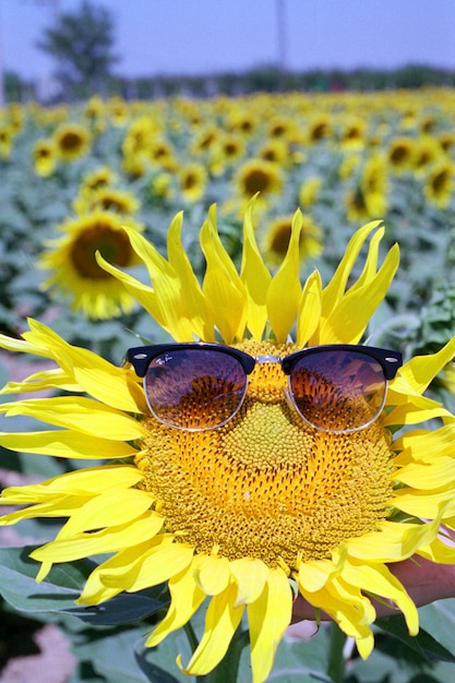 Foto zonnebloem met zonnebril.