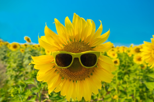 Foto zonnebloem met zonnebril