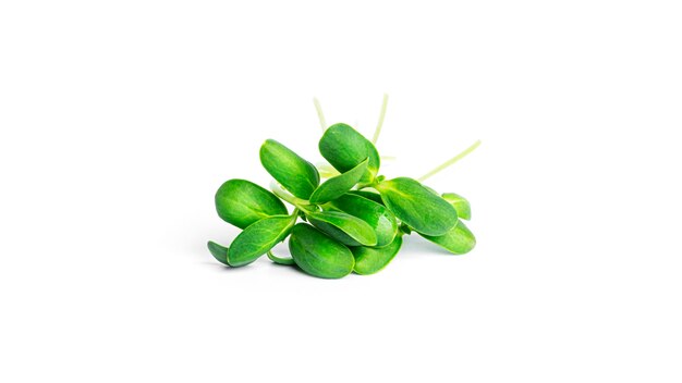 Zonnebloem microgreen geïsoleerd.