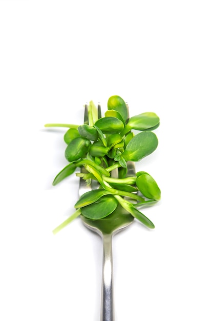 Zonnebloem microgreen op een witte achtergrond isoleren. Selectieve aandacht. natuur.