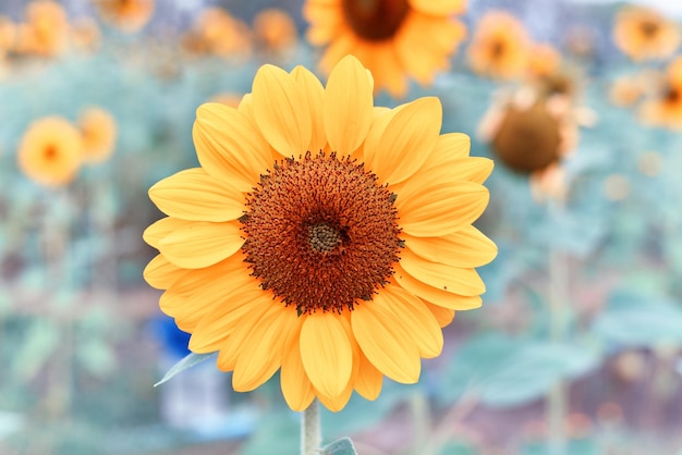 Foto zonnebloem natuurlijke achtergrond de bloeiende zonnebloem volgt de zon textuur van gele bloemblaadje stengel en kelkblad