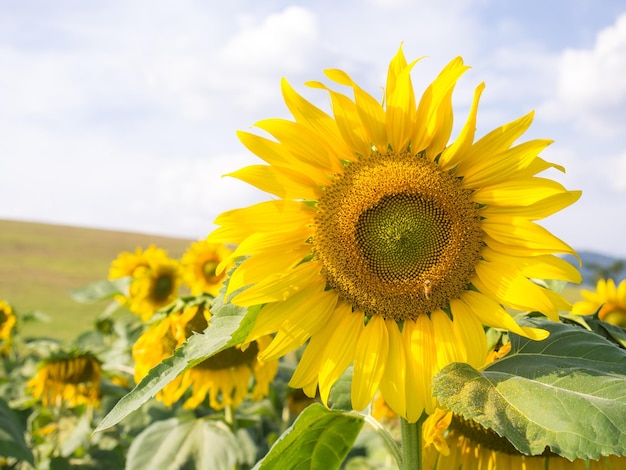 Zonnebloem onder bewolkte blauwe hemel