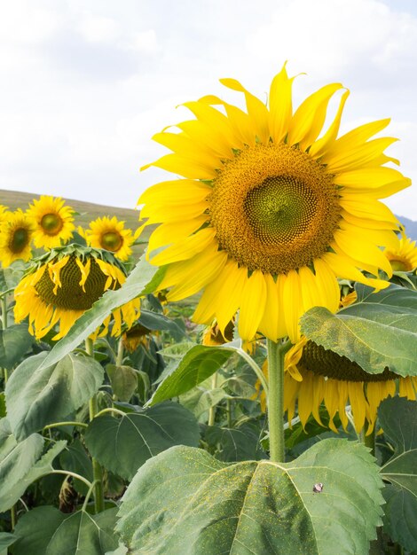 Zonnebloem onder bewolkte blauwe hemel