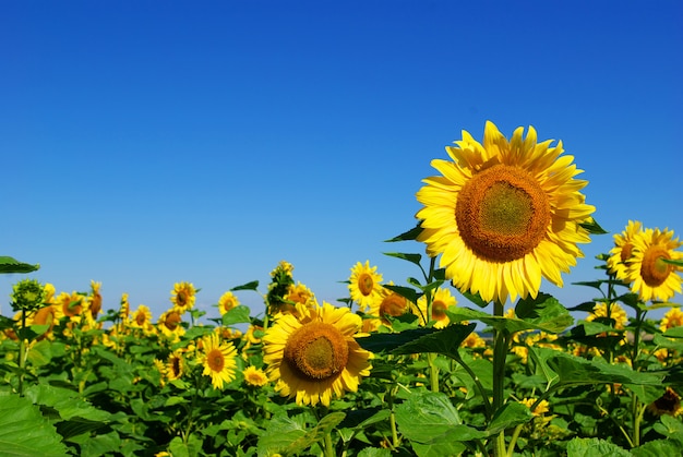 zonnebloem op blauwe hemel