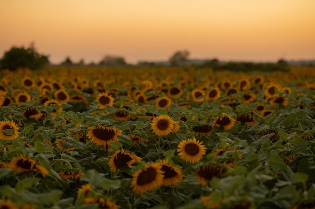 Zonnebloem op de achtergrond van het veld en de zomerzonsondergang Selectieve focus