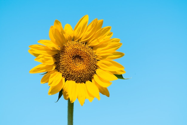 Zonnebloem op de blauwe hemelachtergrond