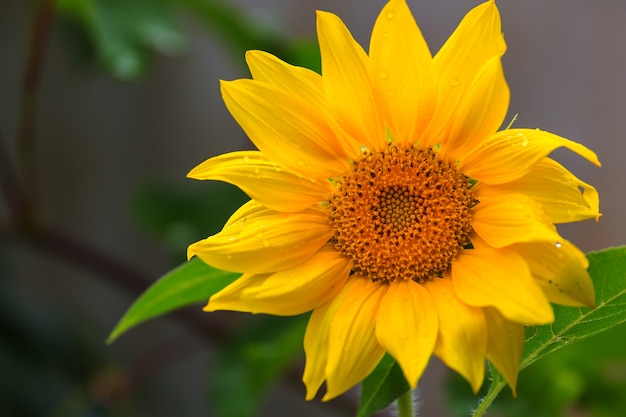 Zonnebloem op donkere natuurlijk