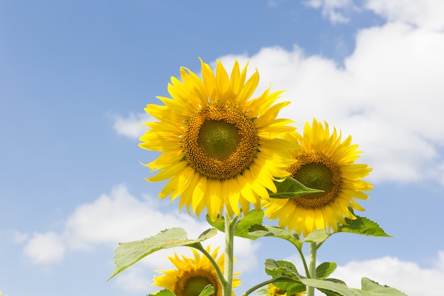 Zonnebloem op een weide