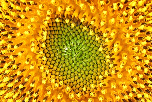 Zonnebloem op een witte achtergrond close-up.