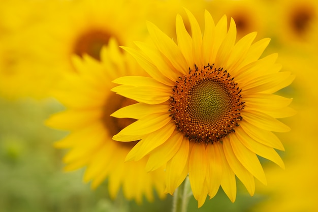 Zonnebloem op een zomerse dag close-up