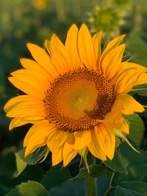 zonnebloem op een zonnige dag met een natuurlijke achtergrond