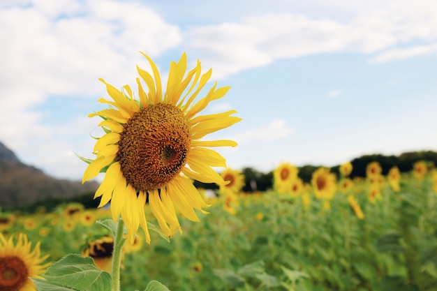 Zonnebloem op gebied met hemel.