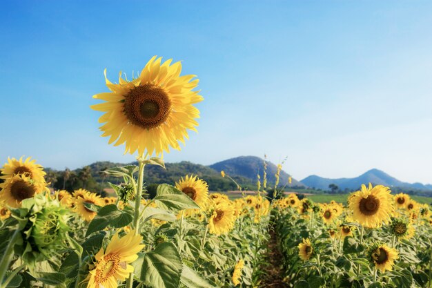 Zonnebloem op gebied van de zomer.