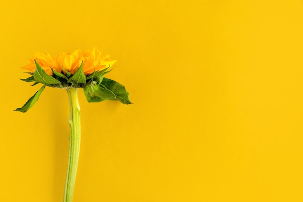 Zonnebloem op gele achtergrond.