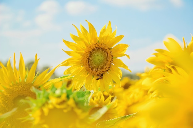 Zonnebloem op het gebied met aard