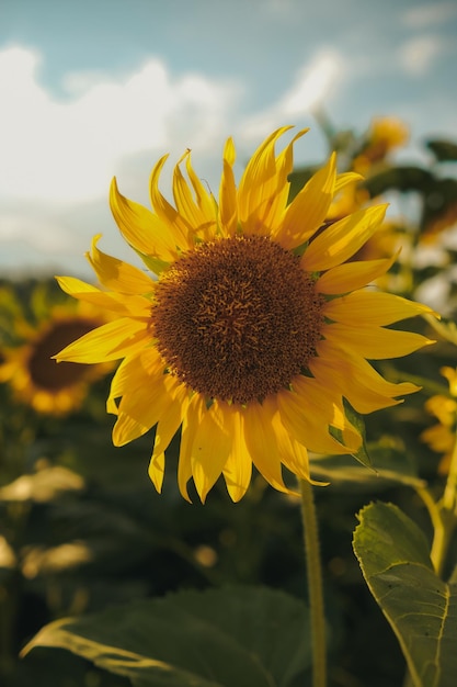 zonnebloem op het veld in de zomer