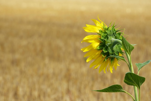 zonnebloem op landbouwgebied