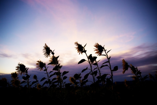 Zonnebloem op veld bij zonsondergang.