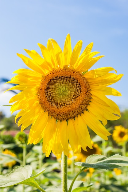 Zonnebloem op veld en blauwe lucht