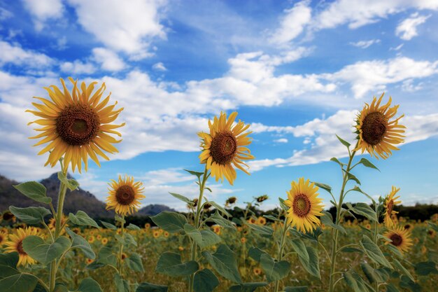 Zonnebloem op veld met blauwe lucht.